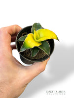 Sansevieria Star Canary