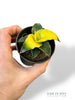 Sansevieria Star Canary