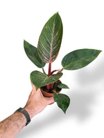 Philodendron Pink Bikini rare plants collection marcelarium