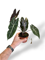Alocasia Suhirmaniana Purple rare plants collection marcelarium