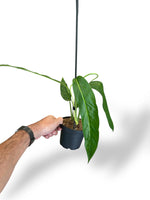 Monstera Tiwintza Narrow rare plants collection rpc marcelarium