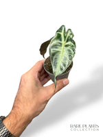 Alocasia Venom Baby