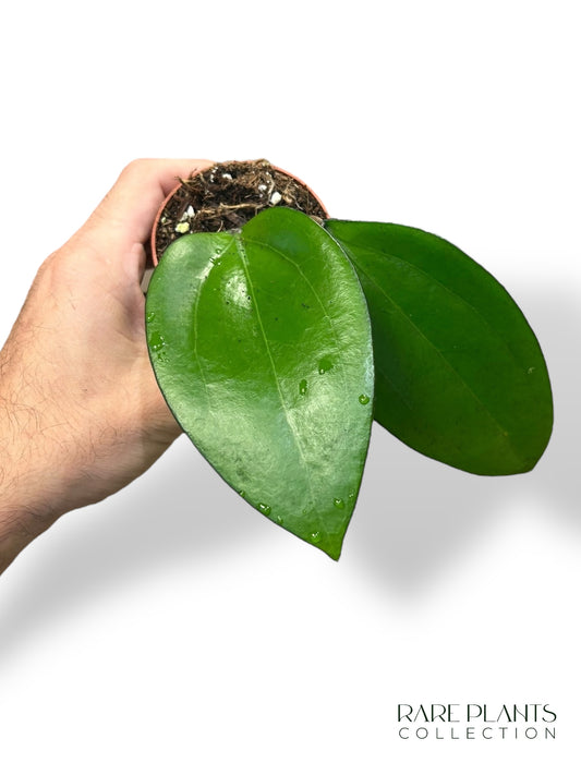 Hoya Bumijawa