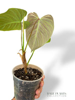 Philodendron Majestic rpc rare plants collection plante hybride verrucosum x sodiroi marcelarium