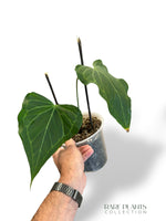 Anthurium Delta Force N.1