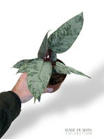 Apoballis Acuminatissima