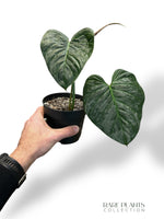 Philodendron Majestic