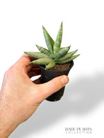 Sansevieria Intii