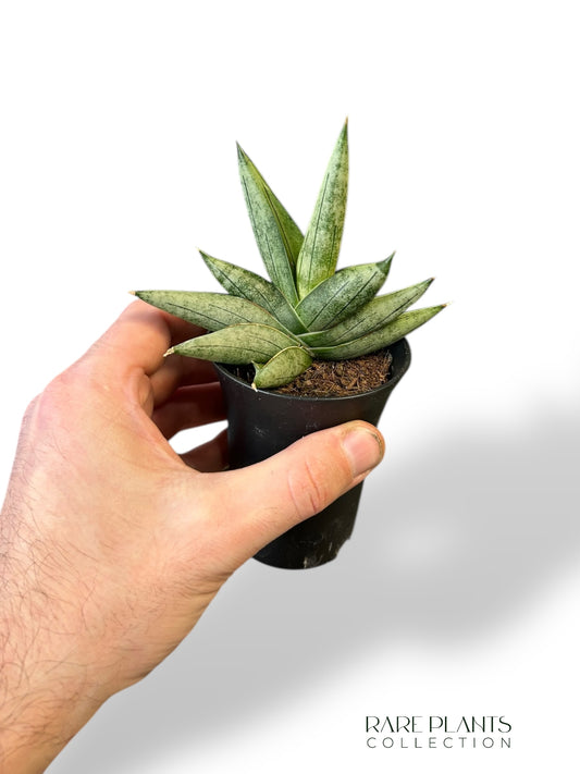 Sansevieria Intii