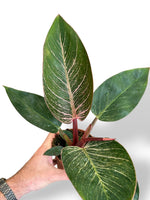 Philodendron Pink Bikini rare plants collection marcelarium
