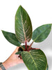 Philodendron Pink Bikini rare plants collection marcelarium