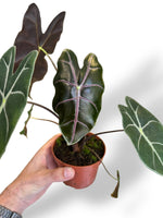 Alocasia Suhirmaniana Purple rare plants collection marcelarium