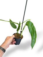 Monstera Tiwintza Narrow rare plants collection rpc marcelarium