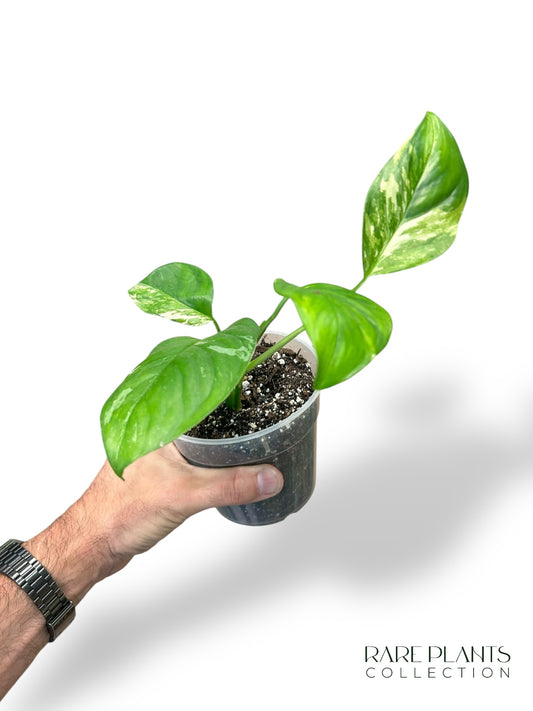 Monstera Lechleriana Variegata