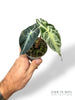 Alocasia Venom Baby