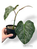 Philodendron Majestic