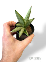 Sansevieria Intii