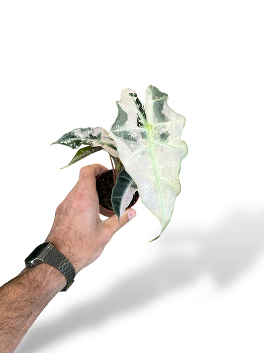 Alocasia Polly Variegata rare plants collection marcelarium