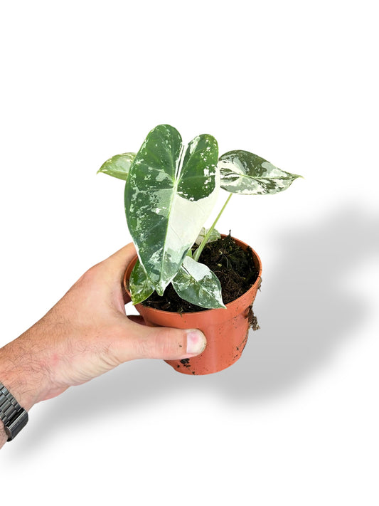 Alocasia Frydek Variegata rare plants collection marcelarium