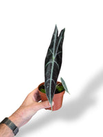 Alocasia Longiloba Purple rare plants collection marcelarium