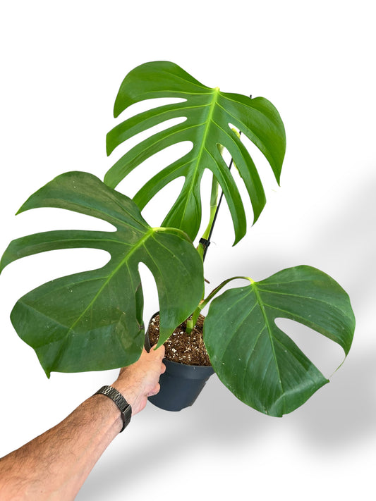 Monstera Sierrana Mexican rare plants collection rpc marcelarium