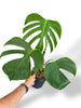 Monstera Sierrana Mexican rare plants collection rpc marcelarium