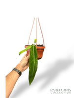 Anthurium Pallidiflorum