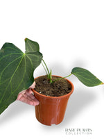 Anthurium Delta Force N.2