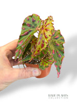 Begonia Pink Dottie