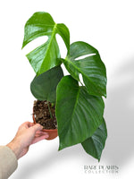 Monstera Sierrana Mexican Form
