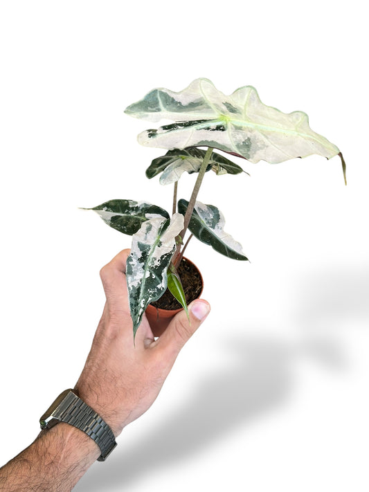 Alocasia Polly Variegata rare plants collection marcelarium