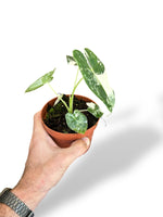 Alocasia Frydek Variegata rare plants collection marcelarium