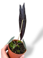 Alocasia Longiloba Purple rare plants collection marcelarium