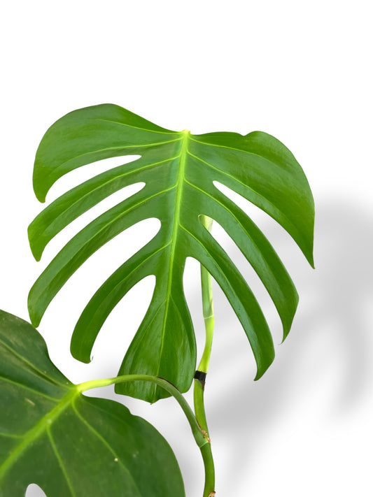 Monstera Sierrana Mexican rare plants collection rpc marcelarium