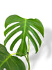 Monstera Sierrana Mexican rare plants collection rpc marcelarium