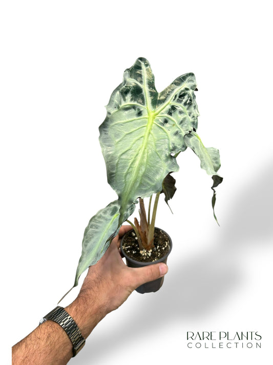 Alocasia Venom