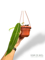 Anthurium Pallidiflorum