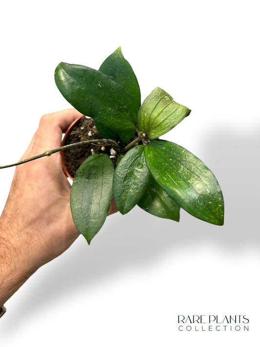 Hoya Erythrina