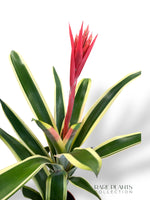 Aechmea Brasil