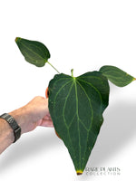 Anthurium Delta Force N.2