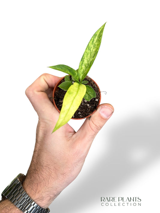 Anthurium Vittarifolium Variegata