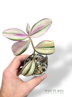 Tradescantia Jungle Fever