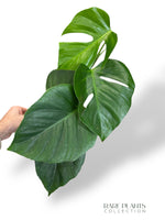 Monstera Sierrana Mexican Form