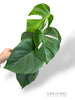 Monstera Sierrana Mexican Form