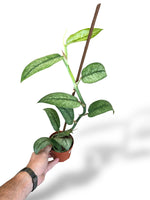 Rhaphidophora Hongkongensis Variegata