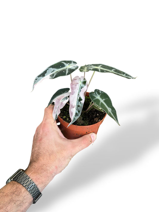 Alocasia Bambino Pink Variegata rare plants collection marcelarium