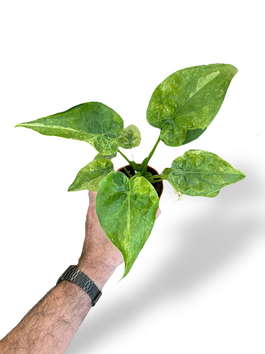 Alocasia Cucullata Variegata rare plants collection marcelarium