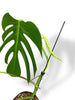 Monstera Sierrana Mexican rare plants collection rpc marcelarium
