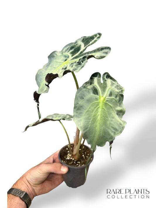 Alocasia Venom