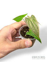 Dioscorea Pink Pixel